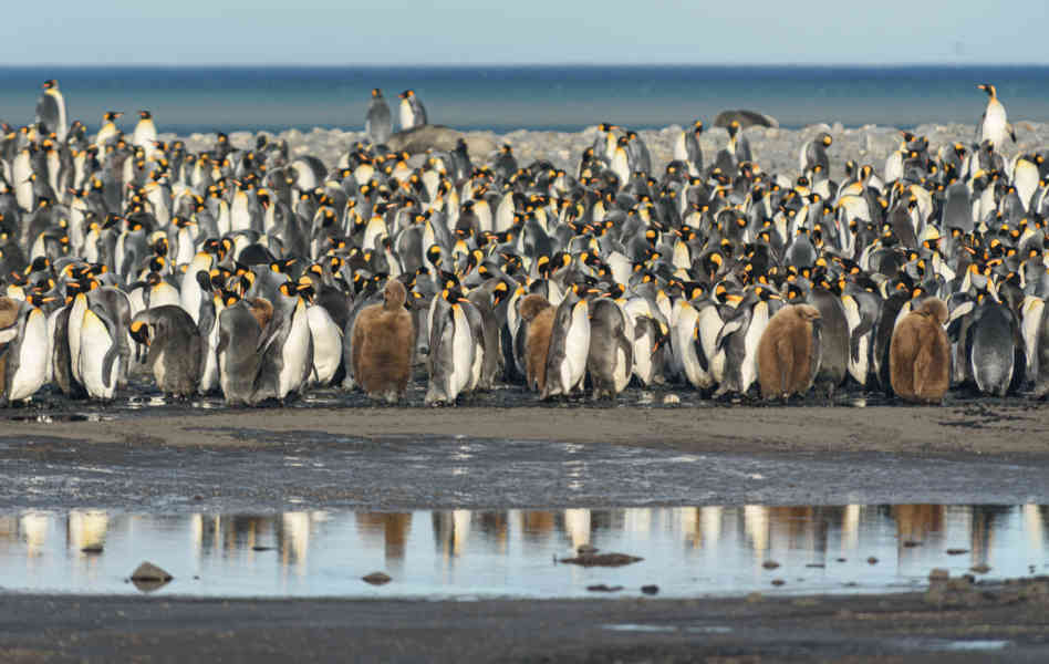Pingüino Rey - islas Georgias del Sur 018.jpg